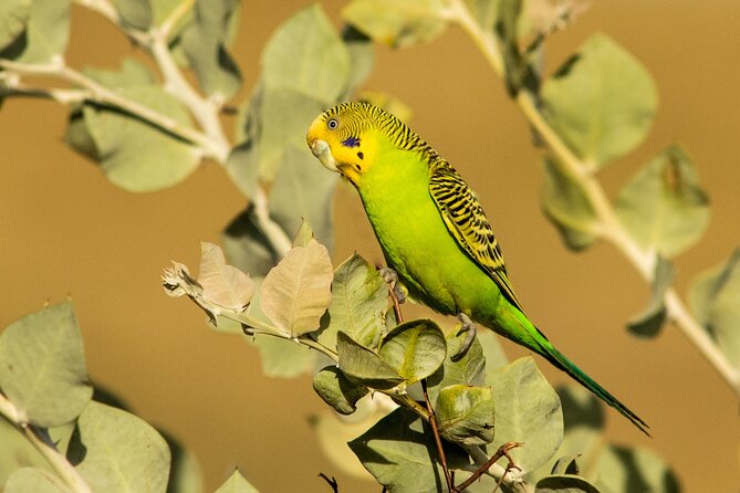 Birds of the Pilbara: Guided Birdwatching Walk, Roebourne  - Karratha - Meeting Point and Start Time