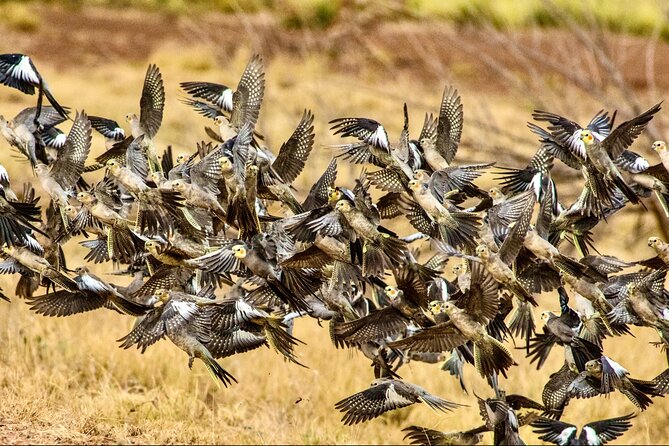 Birds of the Pilbara: Guided Birdwatching Walk, Roebourne  - Karratha - End Point and Return