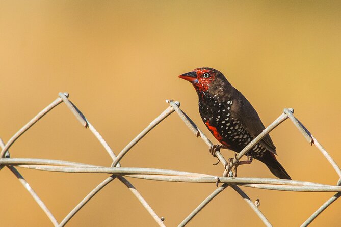Birds of the Pilbara: Guided Birdwatching Walk, Roebourne  - Karratha - Reviews and Ratings