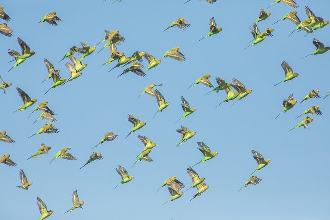 Birds of the Pilbara: Guided Birdwatching Walk, Roebourne  - Karratha - Pricing and Additional Information