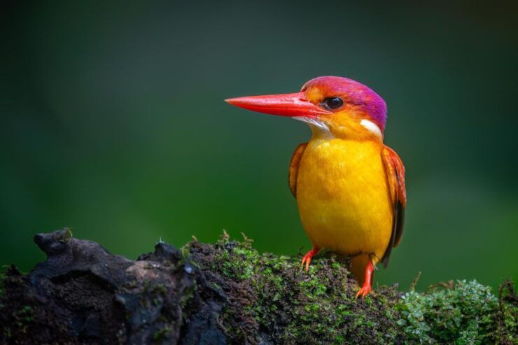 Birdwatching Around Yogyakarta - Birdwatching Hotspots in Yogyakarta