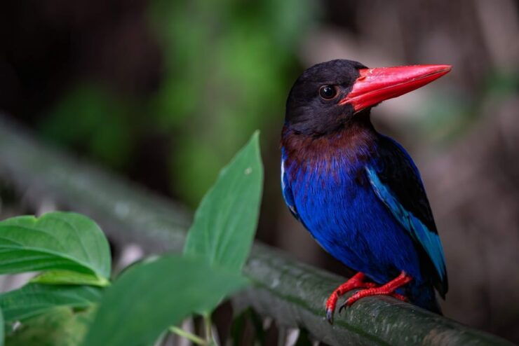 Birdwatching Around Yogyakarta - Tips for Birdwatching Enthusiasts