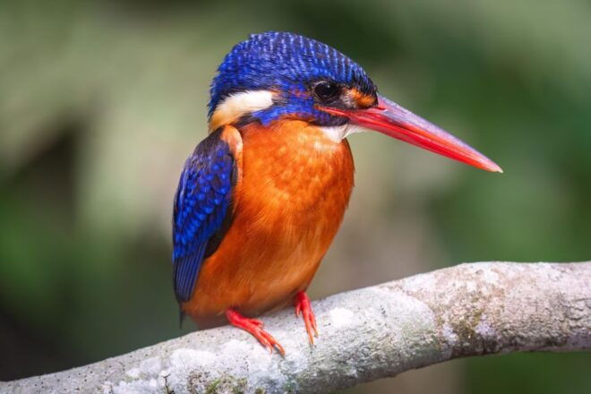 Birdwatching Around Yogyakarta - Best Seasons for Birdwatching