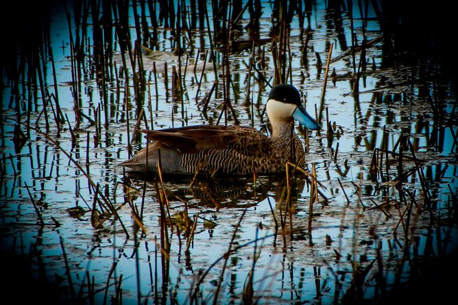 Birdwatching at Huacarpay Wetland in Cusco - Reviews From Past Birdwatchers