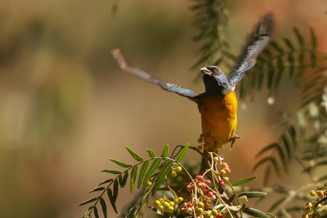 Birdwatching at Huacarpay Wetland in Cusco - Practical Information and Tips