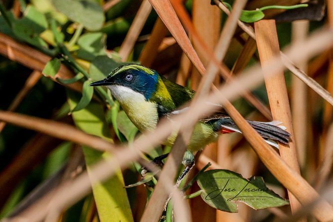 Birdwatching at Huacarpay Wetland in Cusco - The Sum Up