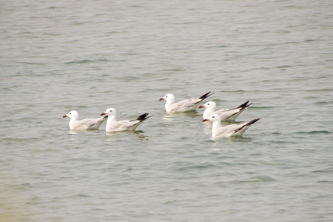 Birdwatching at Ria De Alvor - Event Overview
