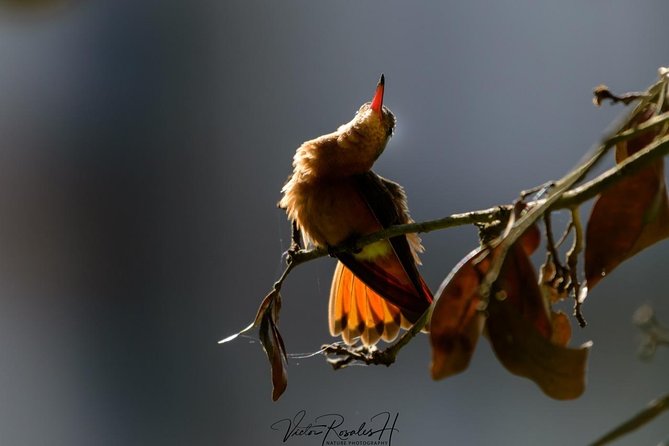 Birdwatching at the Mayan Cities With Certified Guide - Common Questions