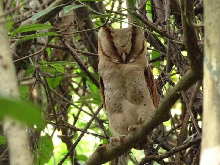 Birdwatching & Bird Photography at Thattekkad - Activity Overview
