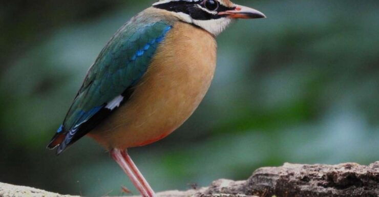 Birdwatching & Bird Photography at Thattekkad - Itinerary & Experience