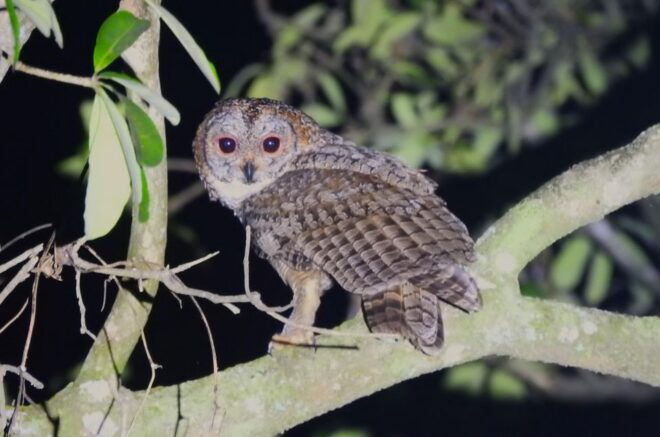Birdwatching & Bird Photography at Thattekkad - Highlights