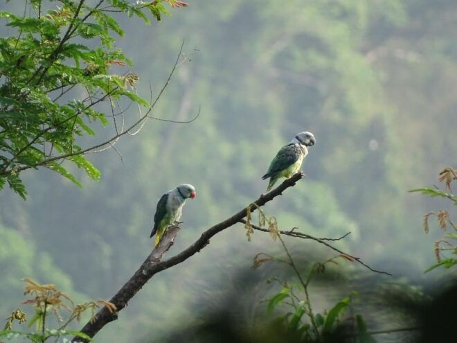 Birdwatching & Bird Photography at Thattekkad - Inclusions