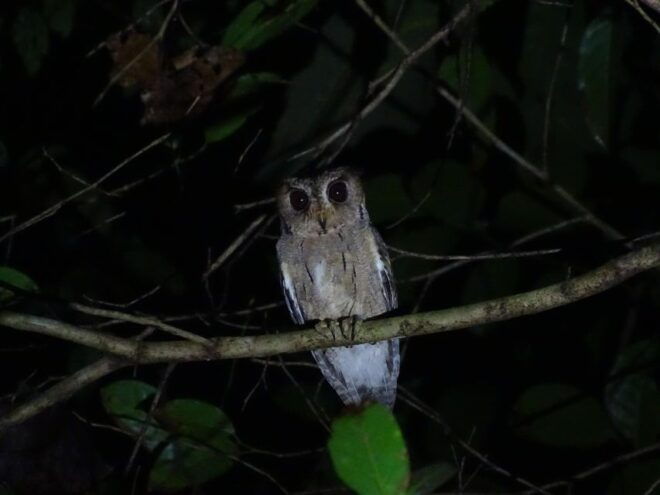 Birdwatching & Bird Photography at Thattekkad - Directions
