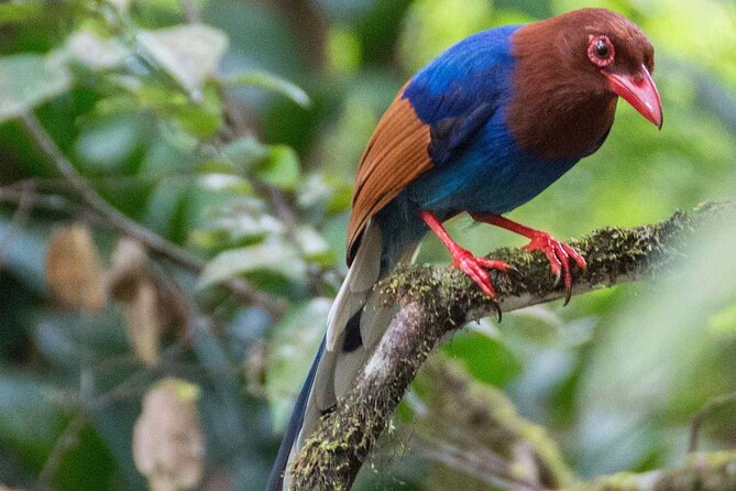Birdwatching Boat Ride in Kalametiya Sanctuary - Operator Information