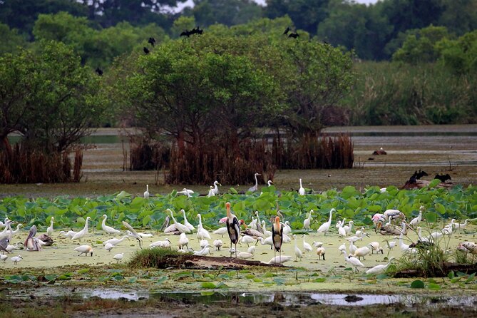 Birdwatching Boat Ride in Kalametiya Sanctuary - The Sum Up