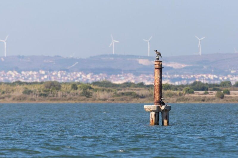 Birdwatching Boat Tour in the Tagus Estuary - An In-Depth Look at This Birdwatching Experience