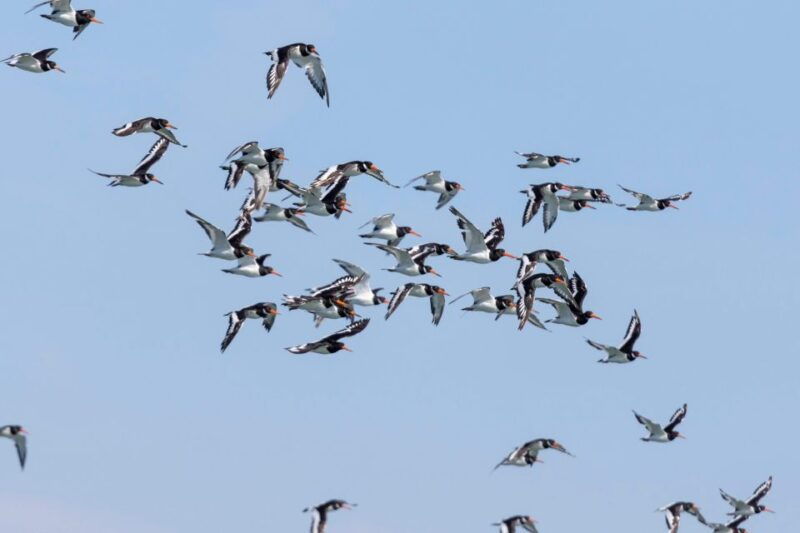 Birdwatching Boat Tour in the Tagus Estuary - Practical Details & Value