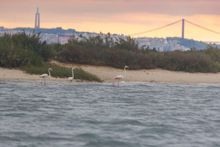 Birdwatching Boat Tour in the Tagus Estuary - FAQ