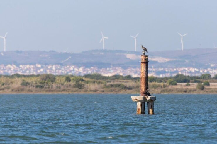 Birdwatching Boat Tour in the Tagus Estuary - Booking Details