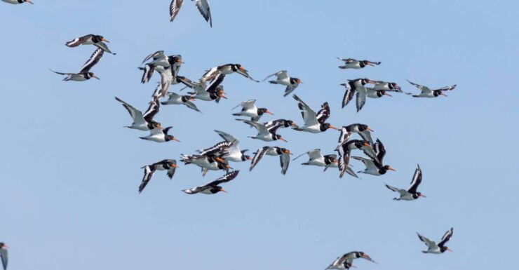 Birdwatching Boat Tour in the Tagus Estuary - Activity Highlights