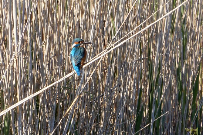 Birdwatching Boccadoro - Location and Accessibility