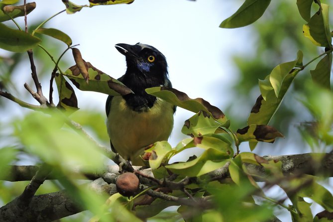 Birdwatching Cancun - Birdwatching in Ruta De Los Cenotes