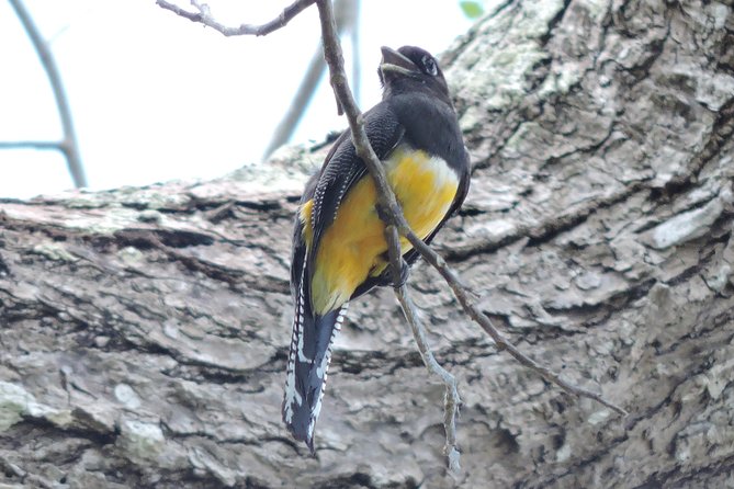 Birdwatching Cancun - Inclusions and Logistics Provided for a Comfortable Experience