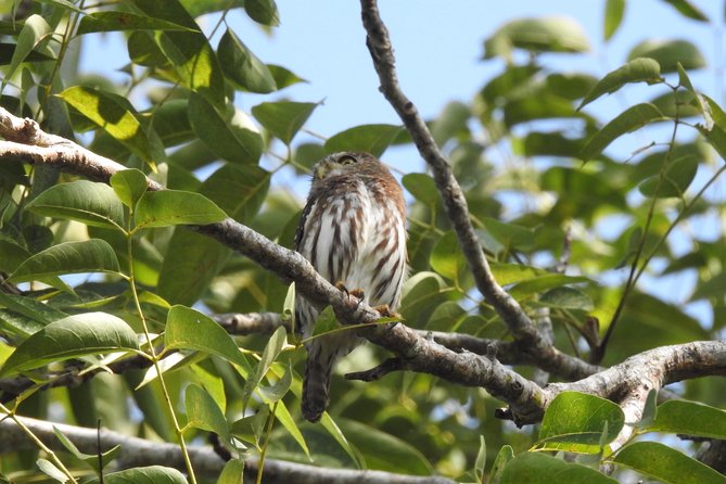 Birdwatching Cancun - Expectations and Restrictions for Participants