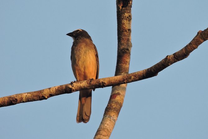 Birdwatching Cancun - Common Questions