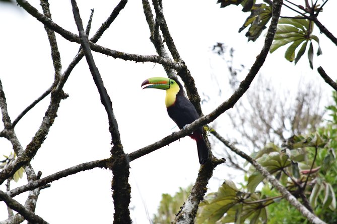 Birdwatching Curi Cancha Reserve With Transport (Entrance Fees NOT Included) - Tour Highlights