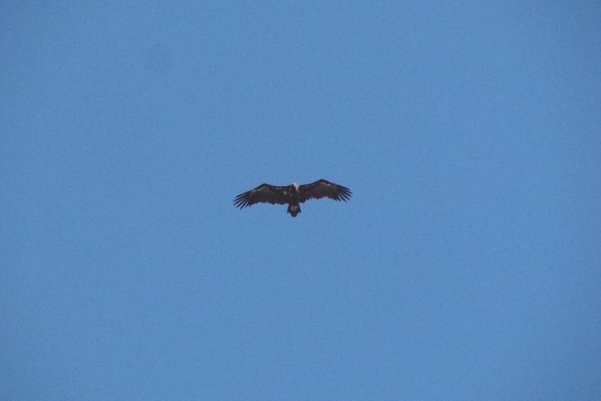 Birdwatching Day Around Castro Verde - Admission and Additional Information