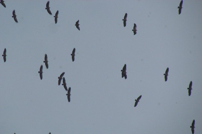 Birdwatching Day Around Sagres - Included Amenities
