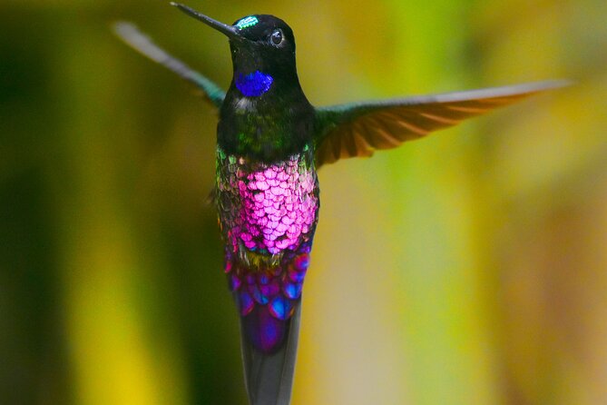 Birdwatching Day in Chingaza and Observatorio De Colibries - Chingaza National Park Overview