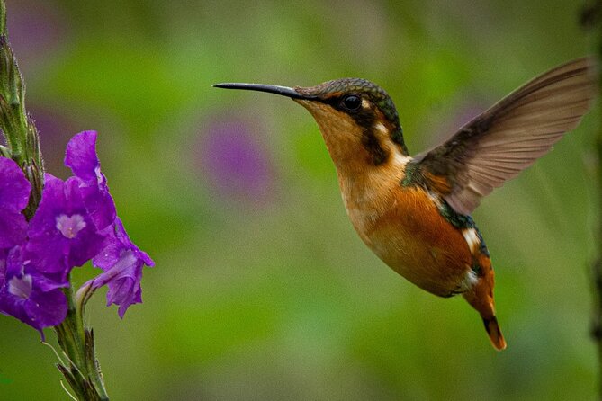 Birdwatching Day in Chingaza and Observatorio De Colibries - Birdwatching in Chingaza
