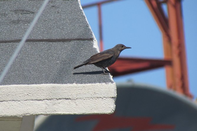 Birdwatching Day in the Monchique Hills - Overview