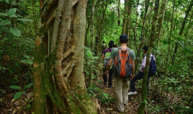 Birdwatching Day Tour at Chicaque Natural Park - Highlights of the Tour