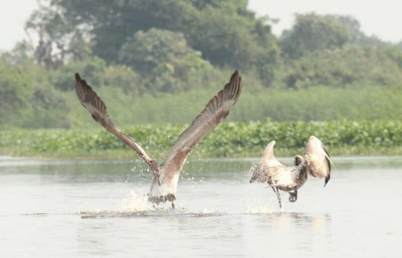 Birdwatching & Discovery Tour in Pearaing Biodiversity - The Sum Up