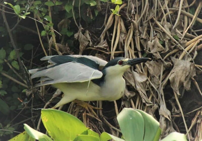 Birdwatching & Discovery Tour in Pearaing Biodiversity - Exploring the Itinerary and Experience  