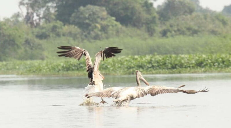 Birdwatching & Discovery Tour in Pearaing Biodiversity - Who Will Enjoy This Tour?  
