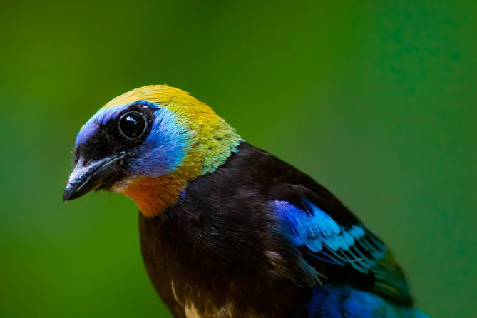 Birdwatching Extravaganza at Ecocentro Danaus - Tour Details