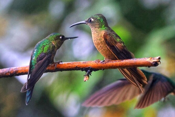 Birdwatching Extravaganza in Mindo Cloud Forest - Tour Highlights