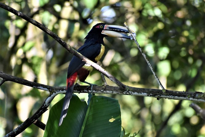 Birdwatching Extravaganza in Mindo Cloud Forest - Private Guide for Bird Spotting