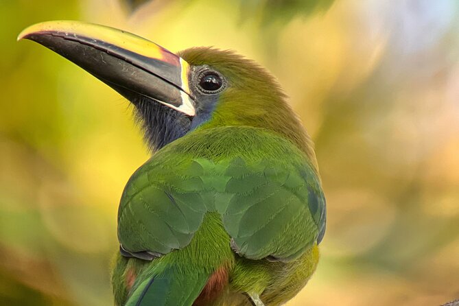 Birdwatching Half-Day Tour Between Clouds and Forest in Monteverde - Itinerary Highlights