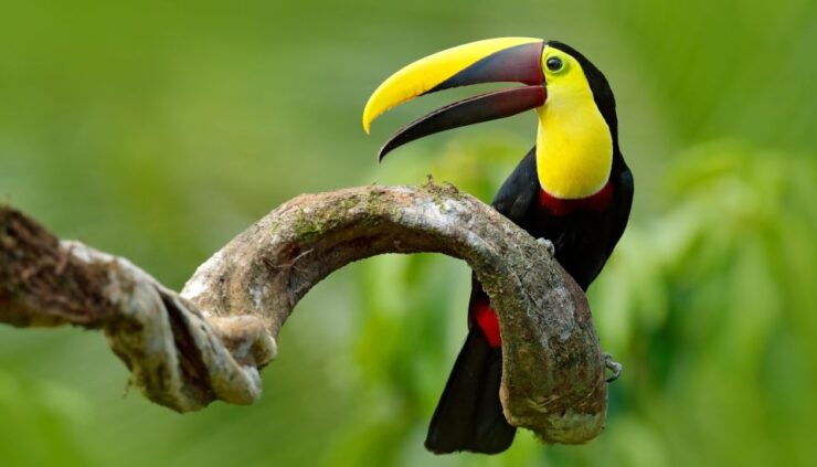 Birdwatching Holidays: 6 Day Sierra Nevada & La Guajira Tour - Good To Know
