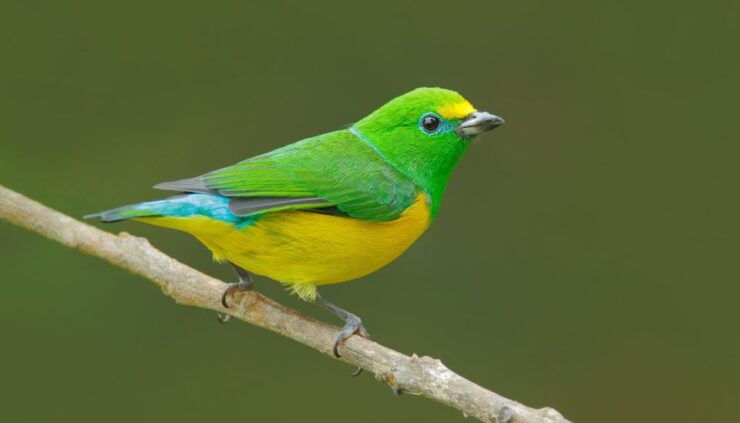 Birdwatching Holidays: 6 Day Sierra Nevada & La Guajira Tour - Tour Overview