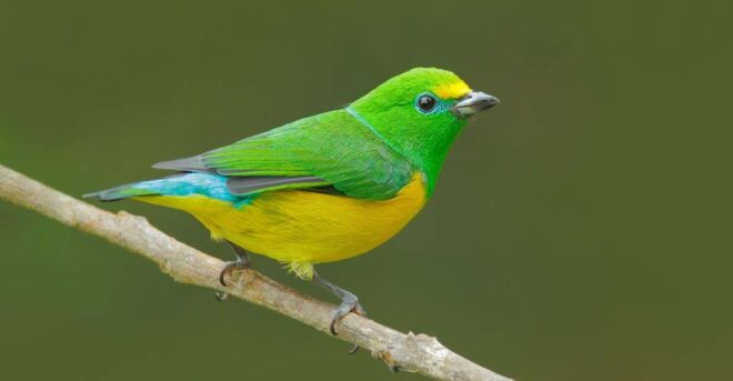 Birdwatching Holidays: 6 Day Sierra Nevada & La Guajira Tour - Booking Details