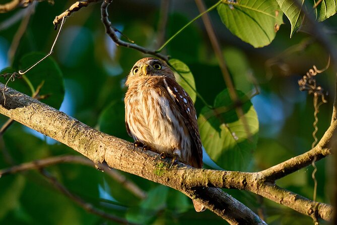 Birdwatching in a Private Nature Reserve - Bird Species and Habitats