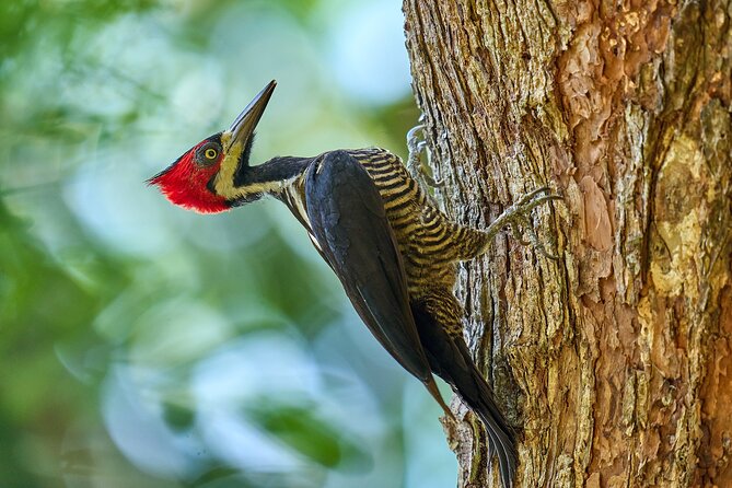 Birdwatching in a Private Nature Reserve - Guided Birdwatching Tours