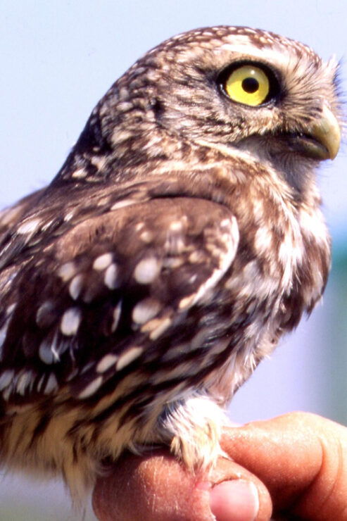 BIRDWATCHING IN AOSTA'S VALLEY - Good To Know