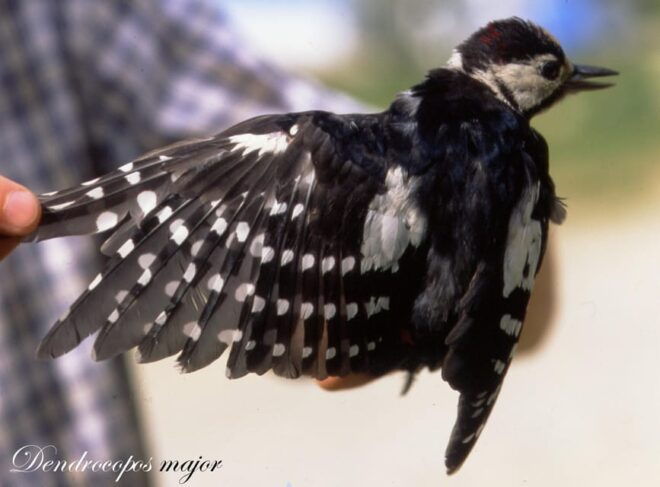 BIRDWATCHING IN AOSTA'S VALLEY - Best Times for Birdwatching